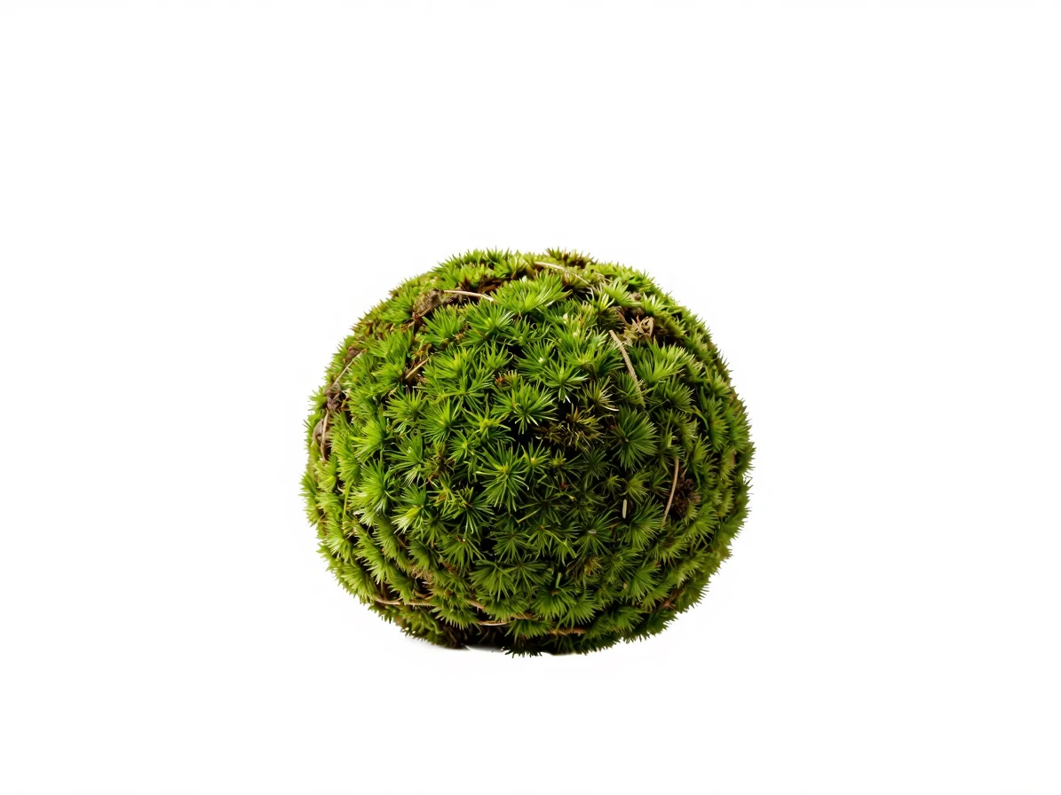 Clean studio product photograph of an isolated ficus kokedama on moss ball, precise botanical lighting, crisp contrast,