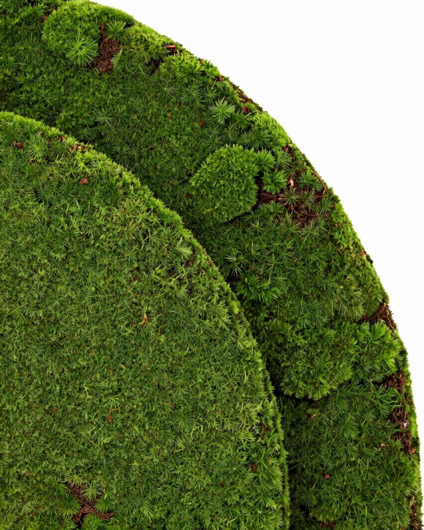 Clean studio product photography, isolated kokedama plant cut-out