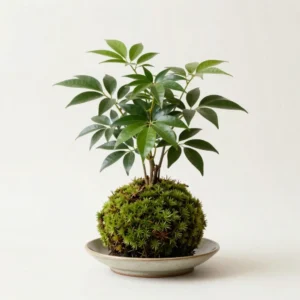Kokédama Ficus Microcarpa