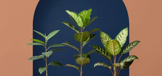 Choisir la variété botanique adaptée à votre luminosité d’intérieur