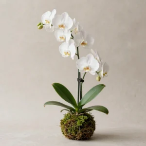 Kokédama Orchidée Phalaenopsis