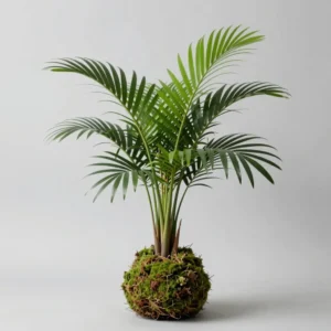 Kokédama Chamaedorea Elegans