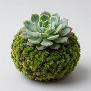 Kokédama Succulente Echeveria